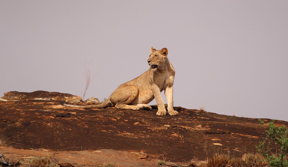 hungrige, junge Löwen Weibchen im Lumo Conservancy